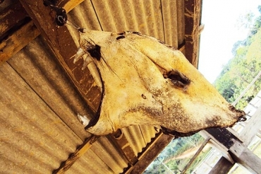 Fazendeiro do Par� foi multado em R$ 5 mil pelo Ibama por exibir a cabe�a de uma on�a preta como trof�u 