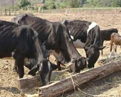 Pecuaristas do nordeste de MT foram os mais afetados pela seca do ano passado e sem pasto, so obrigados a confinar