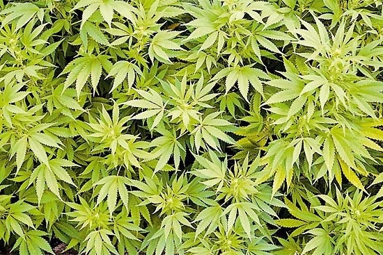 Prefeita disse que maconha no era dela