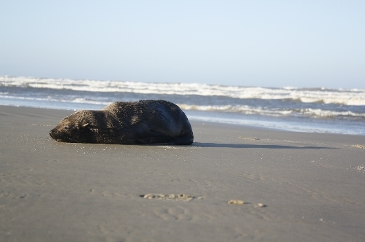 Lobo-Marinho foi encontrado em Salinas