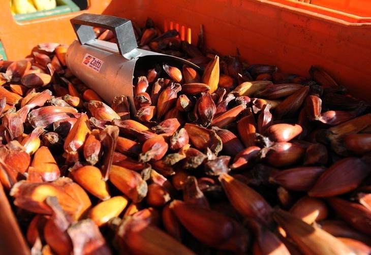 Pinho chega a ser 128% mais caro nas rodovias na regio de Blumenau