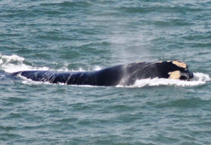 Baleia Franca pode pesar mais de 70 toneladas e atingir 18 metros de comprimento