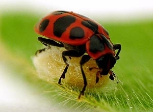 Vespa parasita transforma joaninha em guarda-costas