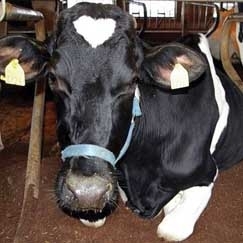 A peste bovina  uma doena viral contagiosa que afeta vrias espcies de animais selvagens e domsticos