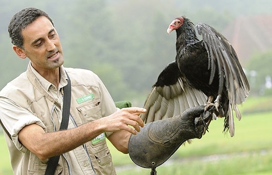 Adestrador mostra a urubu Miss Marple, uma das usadas para encontrar corpos na Alemanha