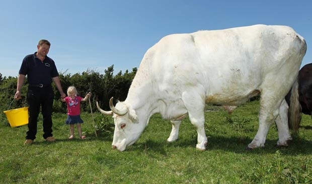 Gary Bowden e sua filha Sophie com o touro Field Marshall.