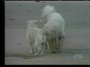 Cachorros so sacrificados em Gurupi por causa do calazar