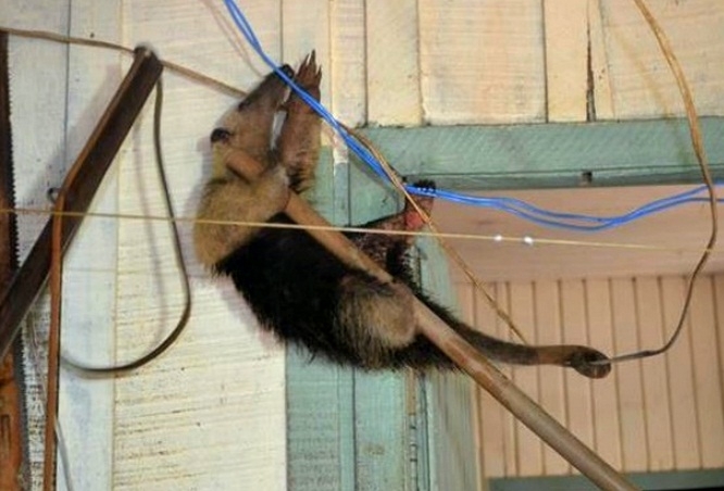 Tamandu estava no forro de casa