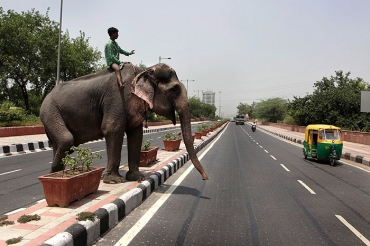 Se fosse o Dumbo, o problema de trnsito estaria resolvido. Menos para quem estivesse embaixo...