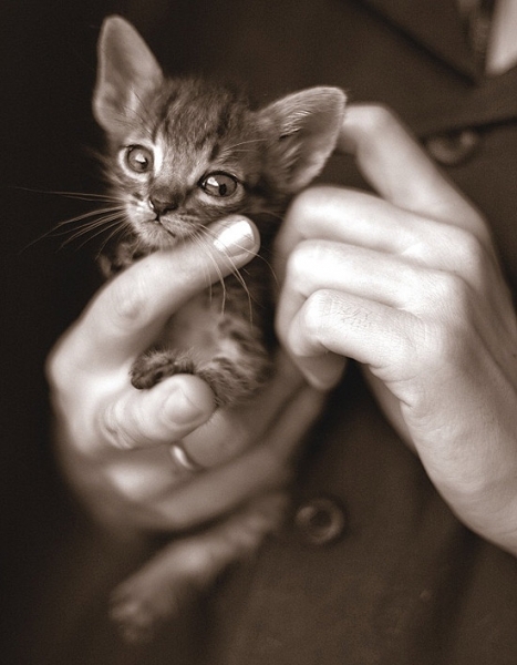 Interessados em adoo tero a disposio ces e gatos de todos os tipos