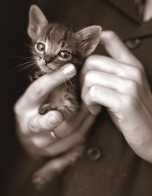 Interessados em adoo tero a disposio ces e gatos de todos os tipos