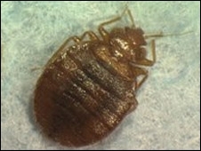 Inseto tem infestado casas, lojas e hotis de NY nos ltimos veres