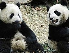 Possvel gravidez da famosa panda gigante Yuan Yuan causa frenesi em zoolgico