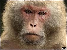 O resultado foi considerado bem-sucedido nos macacos