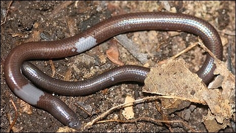 O lagarto cego e sem patas foi achado em montanha