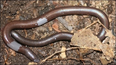 O lagarto cego e sem patas foi achado em montanha
