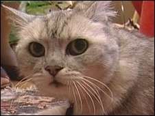 Ronronar de Smokey  14 vezes mais alto do que o de um gato normal