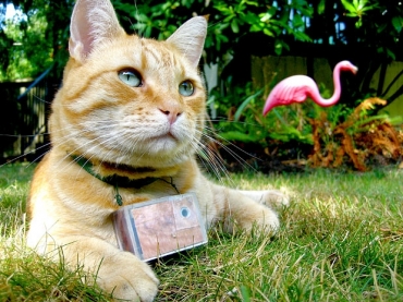 Os donos do gato Cooper prenderam nele uma c�mera autom�tica que disparava a cada 2 minutos, em Seattle