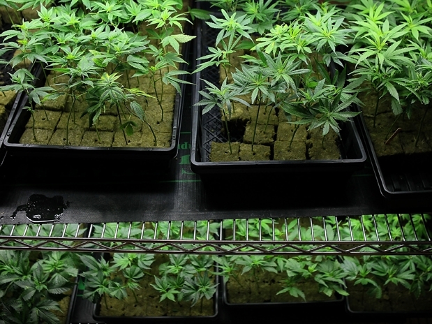 A maconha  cultivada para tratamento de pacientes na Califrnia, nos Estados Unidos