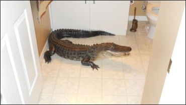 Jacar foi encontrado de boca aberta pela dona da casa