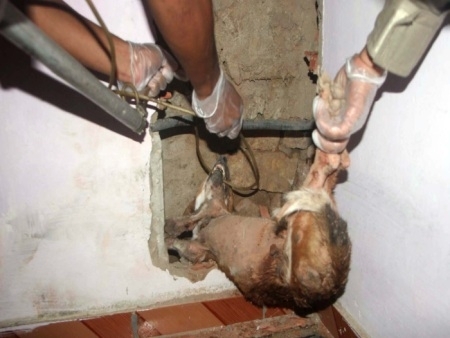 Para retirar o co, bombeiros tiveram de quebrar parede da casa