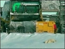 Os animais se aninharam na ilha em outubro e despertaram em maro