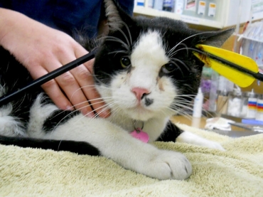 Max, 3 anos, voltou para casa com uma flecha na cabe�a ap�s dois dias desaparecido, na Carolina do Norte