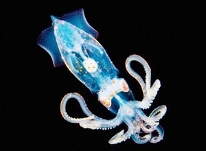 Lula luminosa que vive nas profundezas do mar do Hava�  