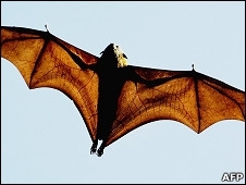 Morcegos prestam servio 