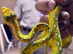 A seguran�a apreendeu as p�tons, que estavam sedadas, quando os homens tentavam passar pelo raio-X