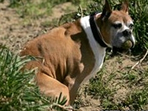 Coc� de cachorro provoca tiroteio nos EUA