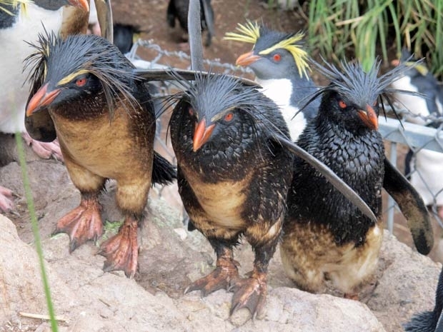 Ilha no Atlntico  o maior habitat para espcie de pinguim no mundo.