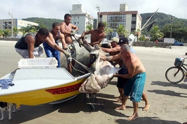 Pescadores de Mongagu (SP) retiram o tubaro do barco. Ele foi encontrado a cerca de 500 metros da praia 