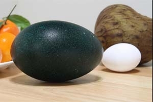 Ovo de emu, verde, ao lado de um ovo comum de galinha, em foto de arquivo.
