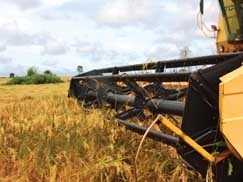 A rizicultura teve seu auge no Estado no ciclo 04/05 quando mais de 770 mil hectares foram cultivados. No ano seguinte,