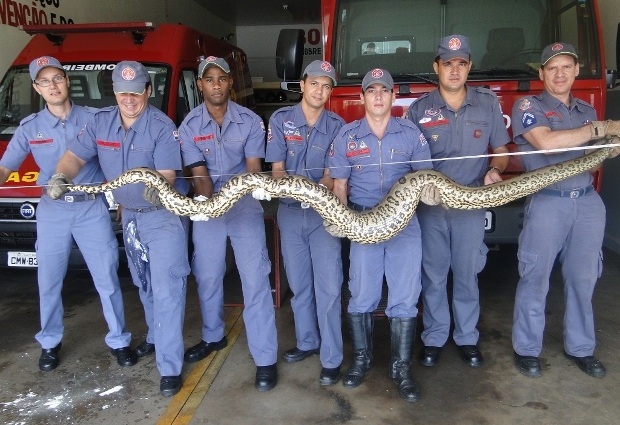 Bombeiros acreditam que a cobra tenha sado de uma represa que corta o fundo do bairro em que ela foi encontrada