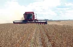 Colheita est sendo interrompida de forma pontual em vrios municpios de Mato Grosso por conta do excesso de chuvas 