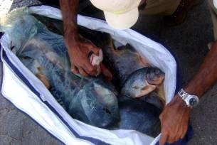 Poltico pagou fiana e foi liberado 